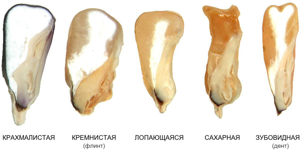 Разрезы зерновок кукурузы пяти типов: крахмалистая, кремнистая (флинт), лопающаяся, сахарная, зубовидная (дент)