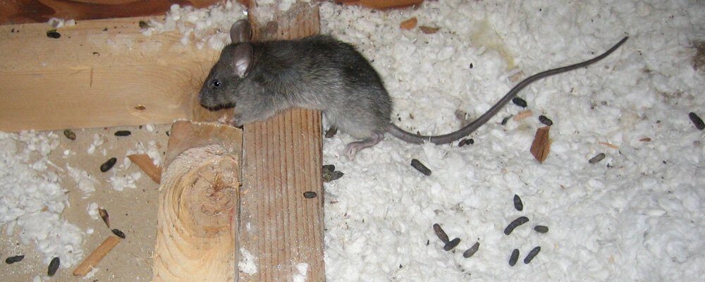 Зерно, загрязнённое мышиным помётом